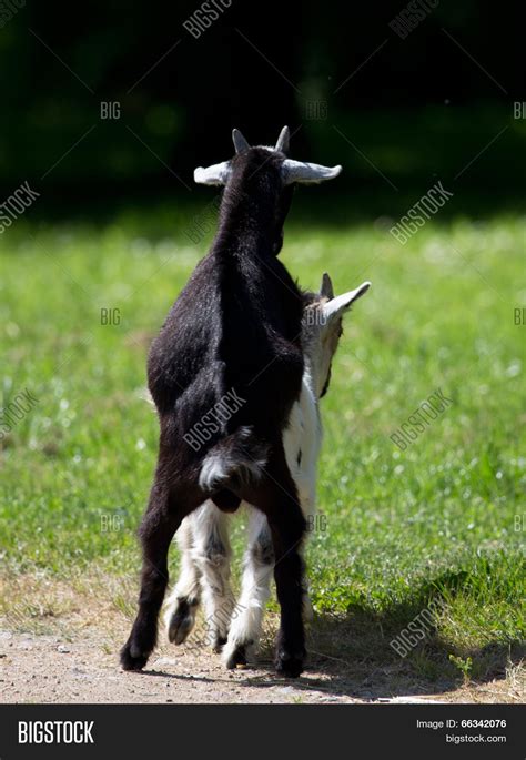 Goats Having Sex Image Photo Free Trial Bigstock