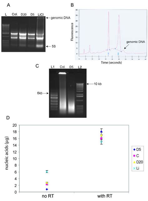 Effect Of Genomic DNA Contamination In Total RNA A 1 Agarose Gel Of