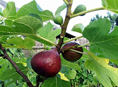 How To Grow Figs Trees Indoors And Outside Gardensall