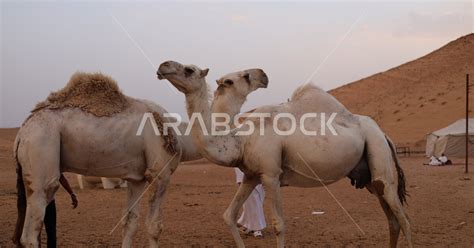 Caring For Camels In Wild Nature Reserves In Desert Areas Two Camels