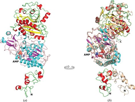 Iucr Crystal Structures Of Human Enpp1 In Apo And Bound Forms