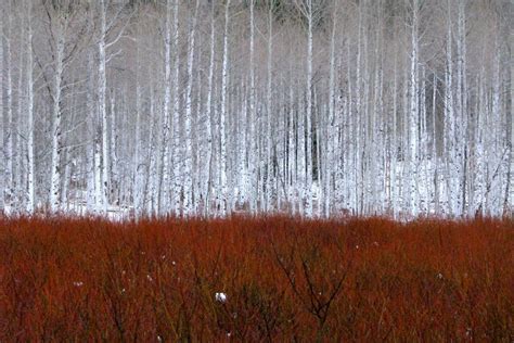 aspen trees, colorado photo | One Big Photo