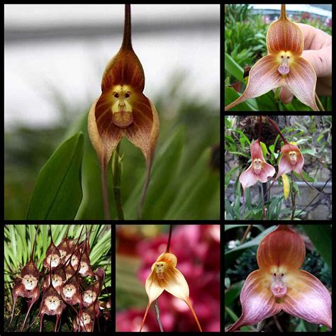 50 Spectacular Rare Exotic Monkey Face Orchid Seeds Surrounded By Simpli