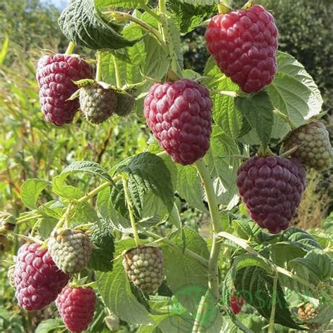Малина Полесье - саженцы в Posadka
