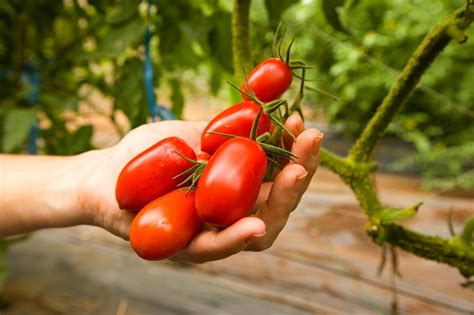 The Secret To Gardening In The City Off The Grid News