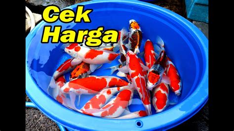 Paket Cuci Gudang Dua Putri Koi Youtube