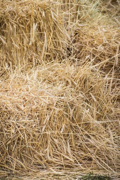 Bales Of Hay Or Straw Background Or Wallpaper Texture Stock Photo