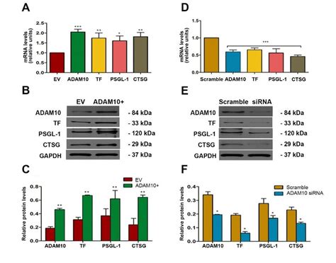 Effect Of ADAM10 Expressions On The Thrombus Associated Genes In PANC1