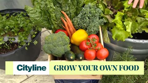 A Beginners Guide To Grow Food In Your Own Garden Youtube