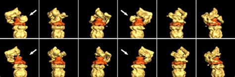 Two subclasses of the 26S proteasome were identified. The top row shows ... 
