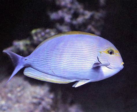 Elongate Surgeonfish