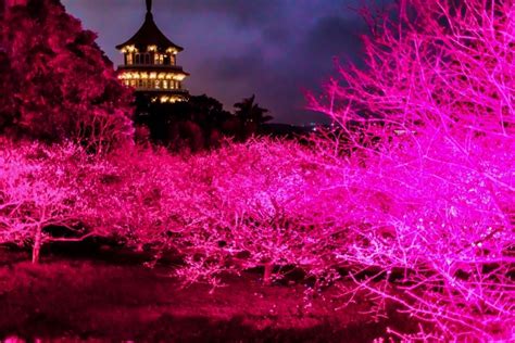 新北捷運限定櫻花一日票 輕軌景點一次玩透透