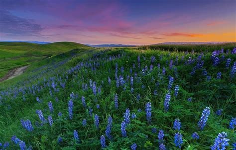 Download Landscape Purple Flower Path Field Flower Nature Lupine 4k