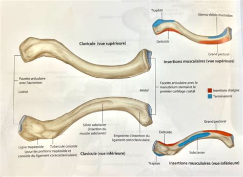 Membre thoracique L épaule Cartes Quizlet