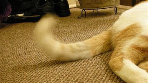 Tail Posture Reveals The Mood Of The Cat