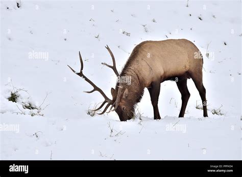 A Large Bull Elk Walking And Foraging Along A Snow Covered Hillside In