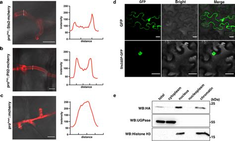 Sts Is Secreted And Translocated Into Host Cell Nucleus U Maydis