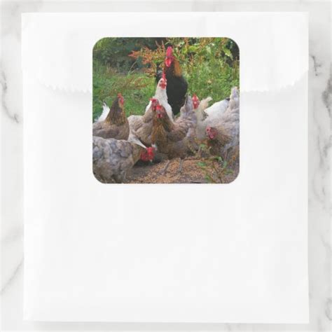 Funny Farmyard Chickens & Rooster Glossy Stickers | Zazzle