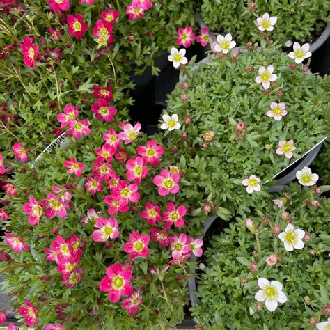 Saxifraga Pink And White 105cm Pot Eden Park Garden Centre