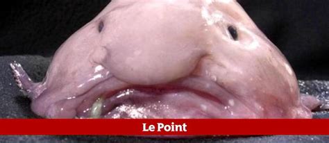 Le Blobfish élu Roi Des Thons Le Point