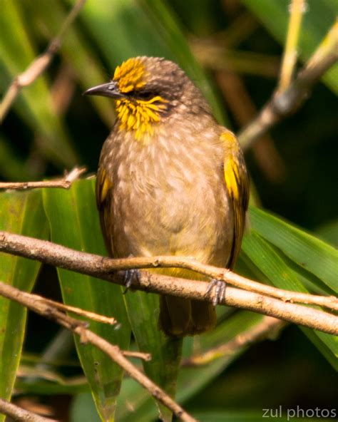 Zul Ya Birds Of Peninsular Malaysia Stripe Throated Bulbul