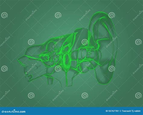 X Ray Ear Anatomy Stock Illustration Illustration Of Technology 55767781