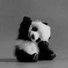 Animals Waving Goodbye on Pinterest | Animal Sayings, Animals and Baby Pandas