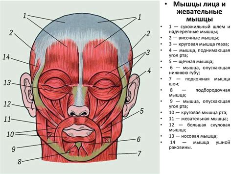 Мышцы Головы Картинка Без Подписей – Telegraph