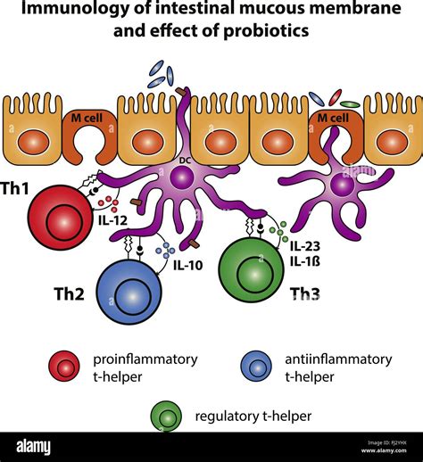 Inmunología de la mucosa intestinal y el efecto de los probióticos