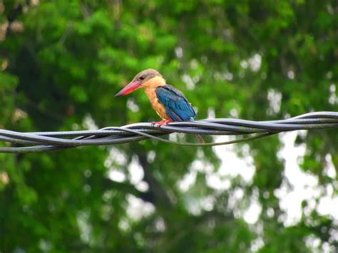 Peninsular Malaysia Info Archives Bird Malaysia Tour
