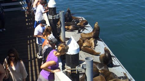 Sea Lions At Santa Cruz Pier Youtube
