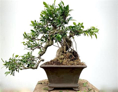 Best Indoor Bonsai Tree Types Top Choices For Your Home