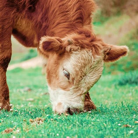 Premium Photo Beautiful Brown Cow Portrait In The Meadow