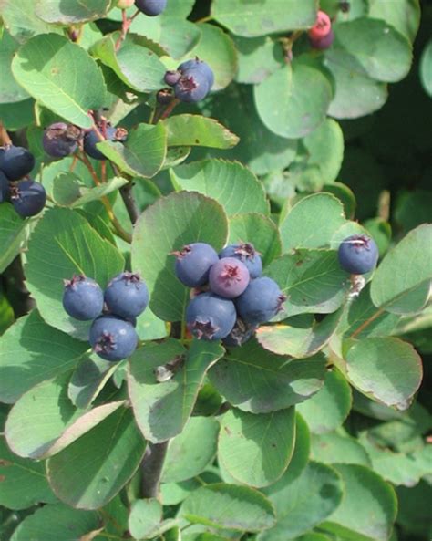 Amelanchier alnifolia - Western Serviceberry