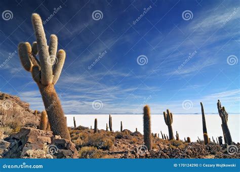 bolivia incahuasi island   center   salar de uyuni cactus