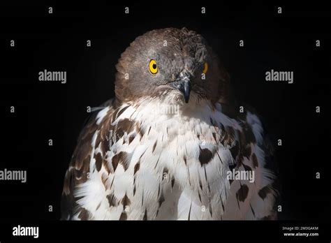 Eurasian Sparrowhawk Accipiter Nisus Portrait Falconry At The
