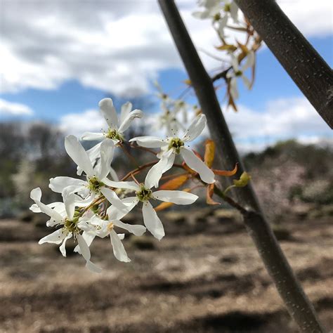 Amelanchier Laevis Clump Horsford Gardens And Nursery