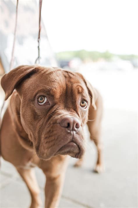 Free Images Animal Cute Pet Portrait Brown Boxer Sad