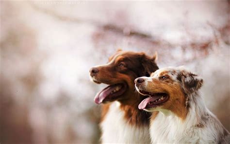 Download Wallpapers Australian Shepherd Spring Bokeh Cute Aussie