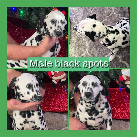 Adoptable Pets in West Virginia | Facebook