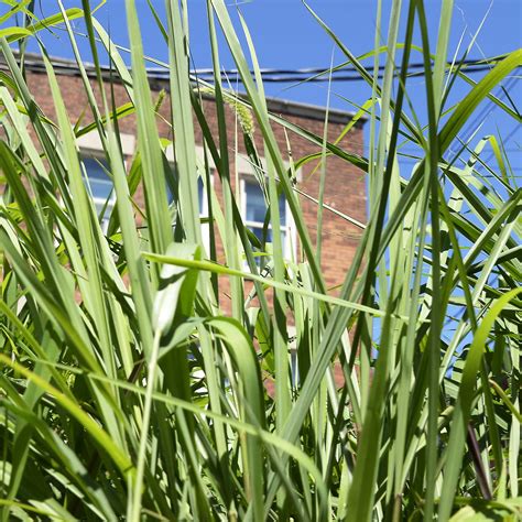 How to naturally rid your garden of pests