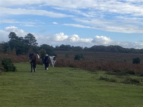 New Forest Mortgage Advice | Competitive Rates