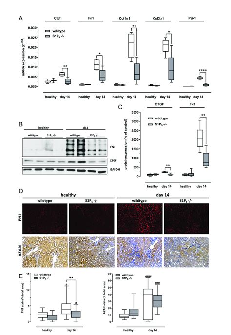 Gene Expression And Staining Of Fibrotic Markers A Expression Levels