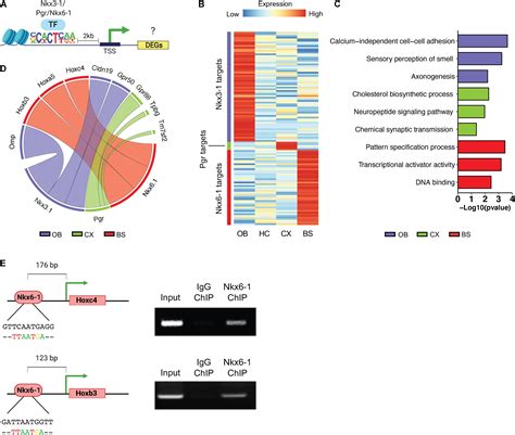 Frontiers Regionally Distinct Astrocytes Display Unique Transcription