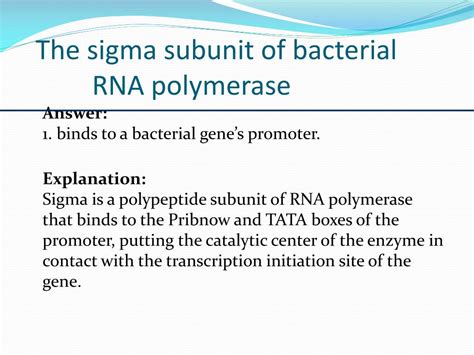 Ppt Translation And Proteins Powerpoint Presentation Free Download Id4109539