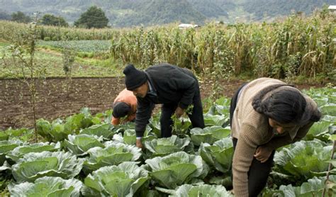 Desarrollo Rural Y Mayor Producción Agrícola Claves Para Erradicar La