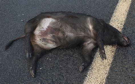 Pig Roadkill Lakeland Laura QLD 19 06 23 E72822a Russell