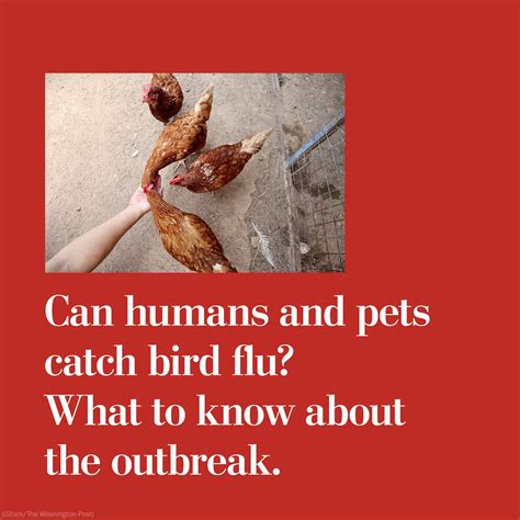 Can Dogs Spread The Flu To Humans