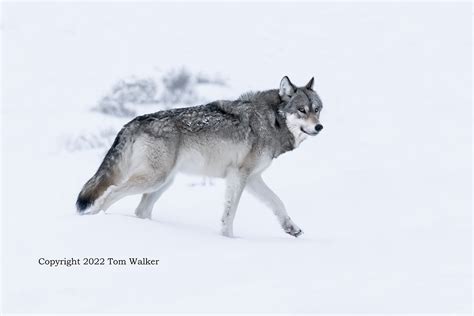 Alaska Wolf Winter Wanderer Photo Tom Walker Photographer