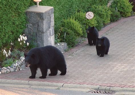 Riverside Closed For Treed Cub North Shore News